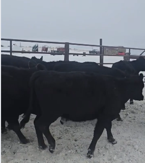 16 bred heifers, off of just 2 outfits, 950 lbs, GENTLE.-BH1212D5